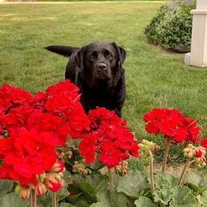 Meet your Posher, Suzanne